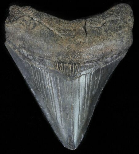 Bargain, Juvenile Megalodon Tooth - Georgia #61702
